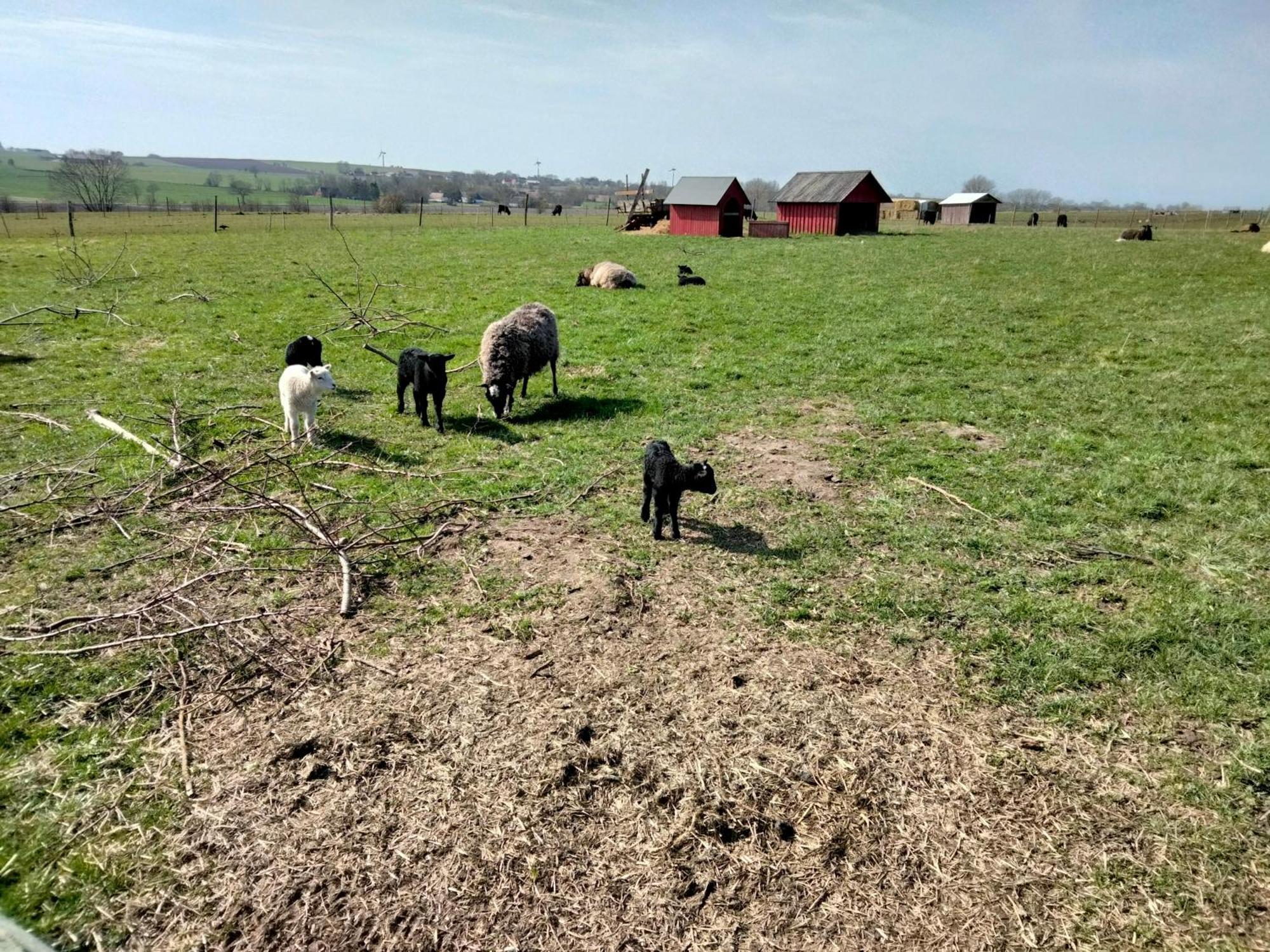 Oestermark Ærøskøbing Kültér fotó